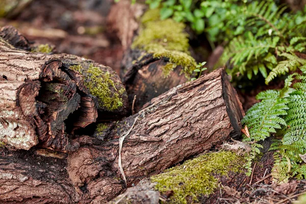 Mijn Tuin Een Oude Mossige Boomstronk Het Bos Met Een — Stockfoto