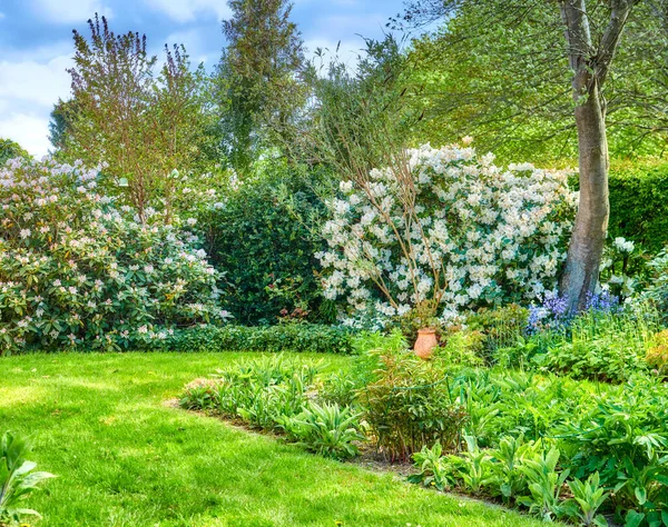 Lush Green Trees Flowers Leaves Growing Peaceful Backyard Beautiful American — ストック写真