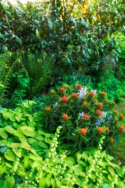 Copy Space Closeup Peking Spurge Plant Growing Remote Field Meadow — 스톡 사진