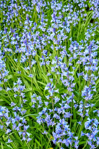 Spanish Bluebell Flowers Species Hyacinthoides Blooming Blossoming Field Botanical Garden —  Fotos de Stock