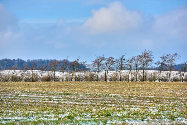 Winter Landscape Farm Trees Row Cloudy Sky Background Copy Space — 图库照片