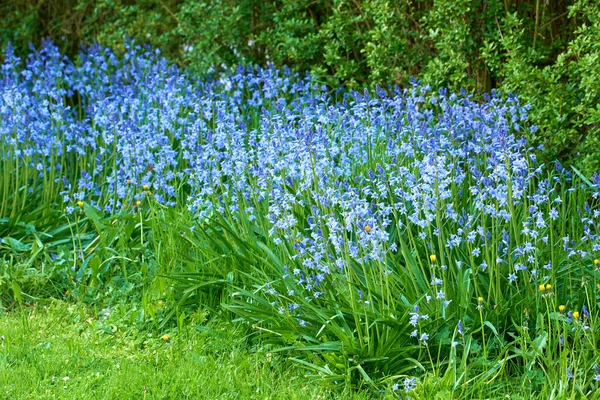 Widok Krajobrazu Bluebell Kwiaty Rosnące Ogrodzie Lecie Scilla Siberica Otwiera — Zdjęcie stockowe