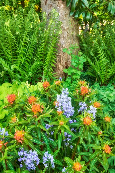 Bluebell Pekin Spurge Kwiaty Zielonym Parku Krajobraz Przyrodniczy Fioletowo Pomarańczowych — Zdjęcie stockowe