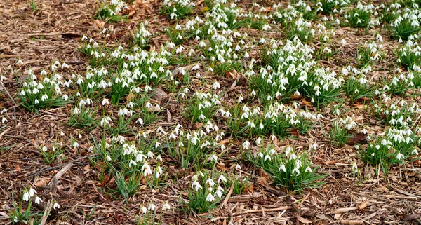Top View White Snowdrop Flowers Growing Backyard Garden Nature Summer — Foto Stock
