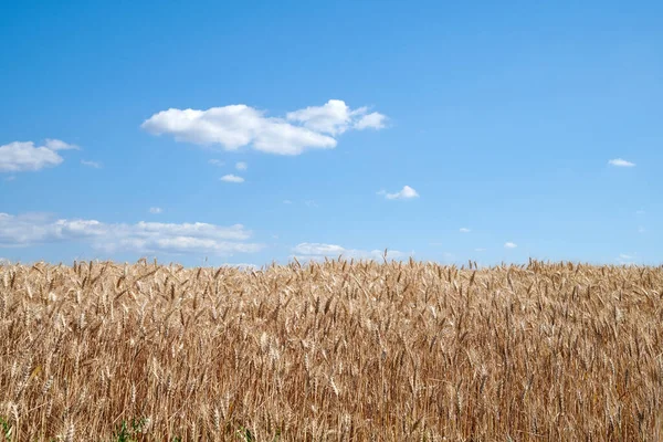 Cornfield Wheatfield Brown Crops Cloudy Blue Sky Copy Space Summer — Stok fotoğraf