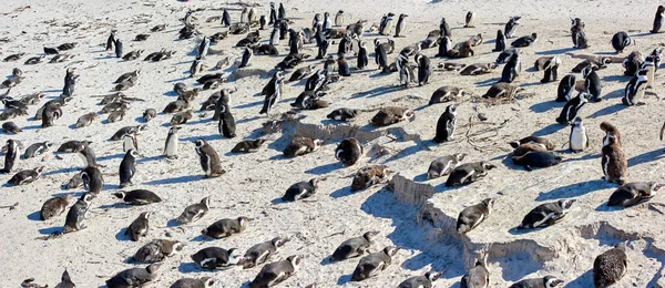 Waddle Penguins Relaxing Sun Cape Town South African Group Wild — Photo