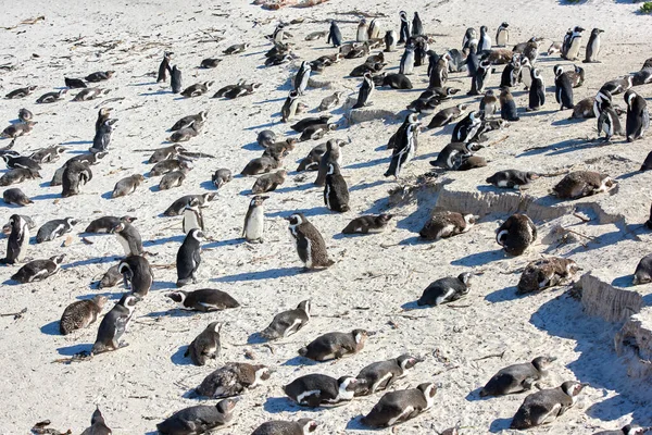 Group of black footed penguins at Boulders Beach, South Africa gathered on a sandy shore. Colony of endangered jackass or cape penguins from the spheniscus demersus species in their natural habitat.