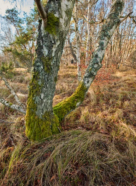 Trees of all types and seasons. A beautiful world of differences. Trees and forests of all types and seasons