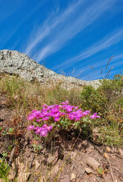 Drosanthemum Květiny Rostoucí Skalnaté Horské Krajině Modrým Nebem Pozadí Letním — Stock fotografie