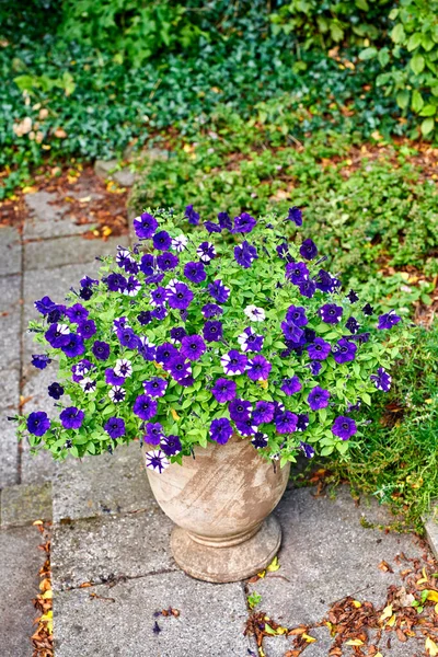 Colorful purple flowers growing in a big vase in a yard or patio outdoors. Beautiful garden petunias blooming in an ornamental decorative pot for landscaping amongst lush plants and autumn leaves.