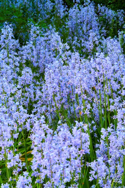 Colorful Purple Flowers Growing Garden Closeup Beautiful Spanish Bluebell Hyacinthoides — Foto de Stock