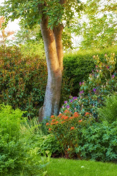 Lush Landscape Trees Flowering Plants Growing Garden Park Sunny Day — Photo