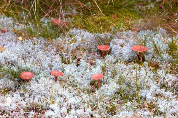 Garden Fly Agaric Red Fungus Growing Wild Winter Group Exotic — стоковое фото