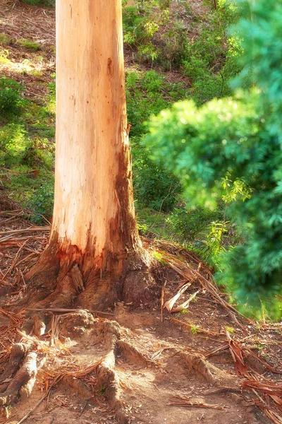 Kořeny Starého Kmene Stromu Lese Pohled Odlehlé Lesy Jaře Zelení — Stock fotografie