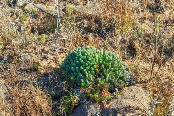 Spiny cacti growing in a natural environment in nature. Bushes and greenery on a field or in a park. Flowers, plants and trees on mountain side in South Africa, Western Cape.