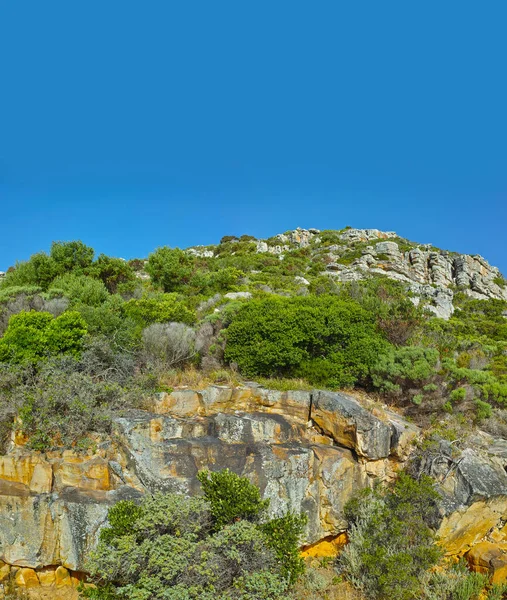 Bloemen Planten Bomen Berg Zuid Afrika West Kaap Landschap Uitzicht — Stockfoto