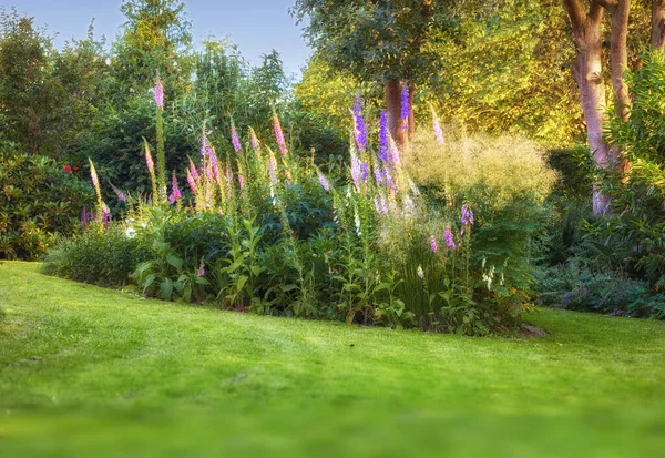 Pink White Purple Foxglove Flowers Growing Quiet Green Herbal Home —  Fotos de Stock