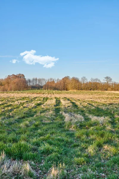 Winter Landscape Farm Trees Row Cloudy Sky Copy Space Background — 图库照片