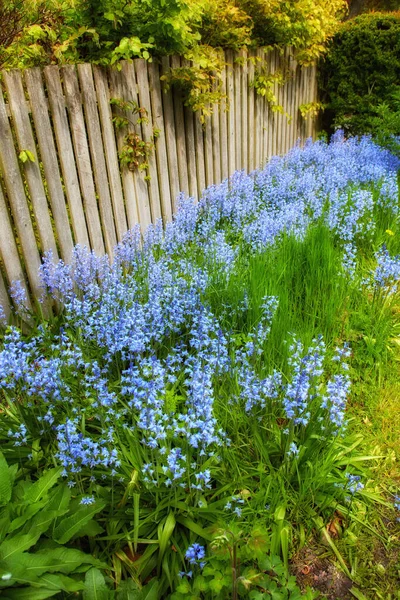 Bluebell Kwiaty Rosnące Bujnej Zieleni Ogródka Lecie Rośliny Scilla Siberica — Zdjęcie stockowe