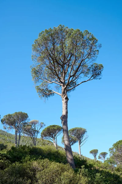 Tall Pine Tree Bright Beautiful Mountain Landscape Green Flora Spring — Stockfoto
