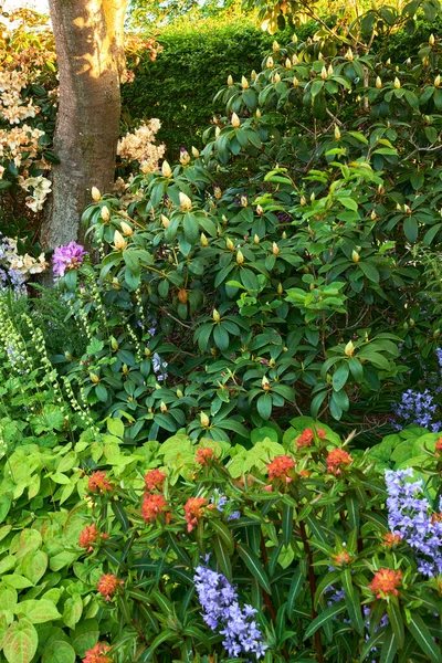 Kolorowy Ogród Różnymi Roślinami Kwiatami Słońcu Jasne Hiszpańskie Dzwonki Wielkie — Zdjęcie stockowe