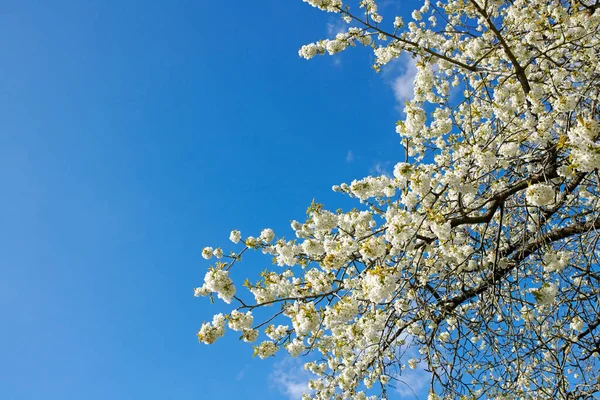Closeup Sweet Cherry Blossoms Branch Blue Sky Background Sunny Day —  Fotos de Stock