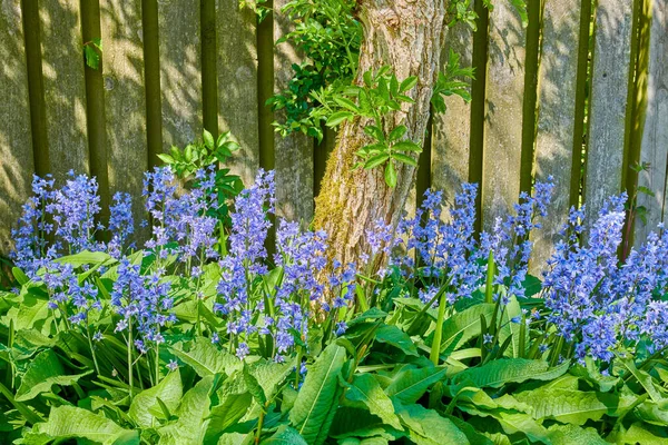 Zbliżenie Kolorowych Fioletowych Kwiatów Rosnących Ogrodzie Hiszpański Bluebell Lub Hiacinthoides — Zdjęcie stockowe