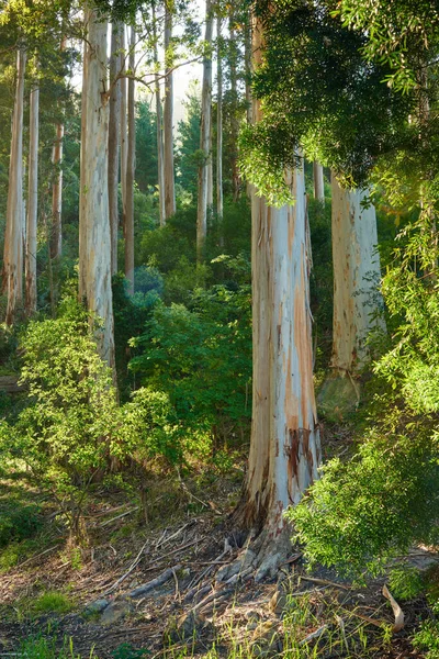 Beautiful Forest Lush Green Plants Tall Trees Growing Peaceful Remote — Foto de Stock