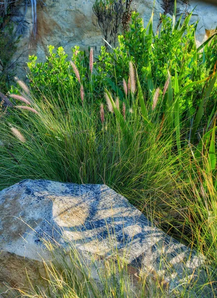 Zbliżenie Szkarłatnej Trawy Fontannowej Górze Przylądku Zachodnim Rpa Bujne Zielone — Zdjęcie stockowe