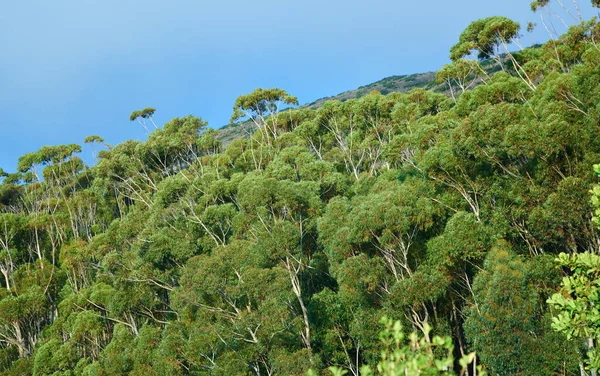 Landscape View Green Eucalyptus Gum Rainforest Canopy Trees Growing Wild — Fotografia de Stock