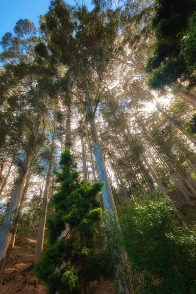 Tall Trees Quiet Forest Fresh Beautiful Morning Growing Sunny Day — Photo