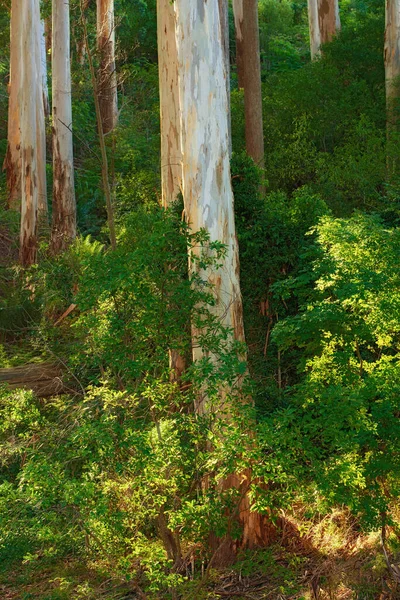 Landscape View Lemon Scented Gum Trees Growing Wild Remote Countryside — Photo