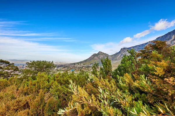 Чудовий Вигляд Зелених Рослин Гірським Синім Фоном Неба Південній Африці — стокове фото