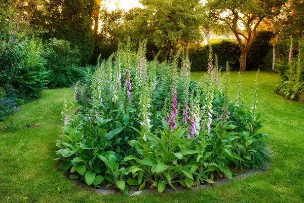 Many Colorful Foxgloves Growing Green Garden Soft Sunset Flowers Growing — Zdjęcie stockowe