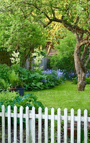 Colorful Home Garden Various Plants Trees Flowers Growing Sunny Spring — Foto Stock