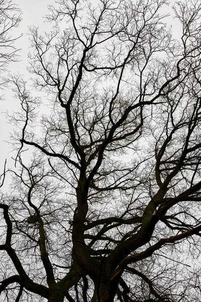 Closeup Leafless Tree Denmark Grey Sky Background Winter Landscape Bare — стоковое фото