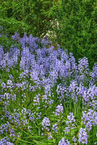 Beautiful Spanish Bluebell Hyacinthoides Hispanica Foliage Vibrant Petals Blooming Blossoming —  Fotos de Stock