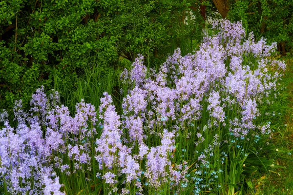 Colorful Purple Flowers Growing Garden Closeup Beautiful Spanish Bluebell Hyacinthoides — Foto de Stock