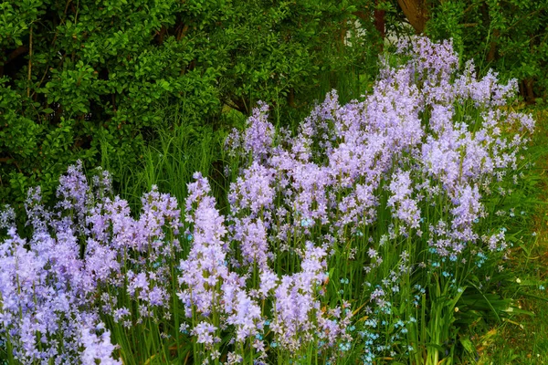 Colorful Purple Flowers Growing Garden Closeup Beautiful Spanish Bluebell Hyacinthoides —  Fotos de Stock