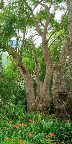 Kwiaty Rośliny Drzewa Kirstenbosch Ogrody Botaniczne Cape Town Republika Południowej — Zdjęcie stockowe