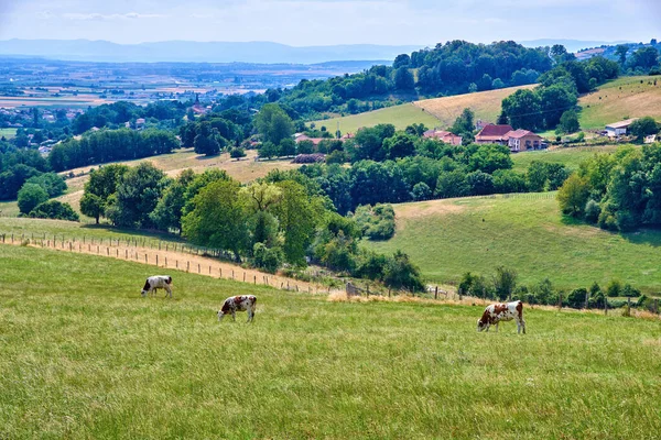 Cattle Farm Cows Grazing Grass Hot Summer Day Domestic Livestock — Stockfoto