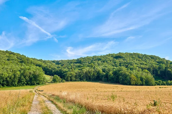 Countryside dirt road leading to green forest or woods and past agriculture fields or farm pasture. Landscape view of quiet, lush French scenery of remote farming meadows with blue sky and copy space.