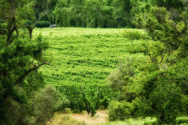 Vihreä Luontonäkymä Viinitarhaan Jossa Ruohoa Kasveja Puita Maaseudulla Luonnollinen Maatila — kuvapankkivalokuva
