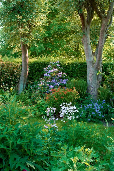 Beautiful Green Garden Flowers Trees Plants Backyard Summer Landscape Vibrant — стоковое фото