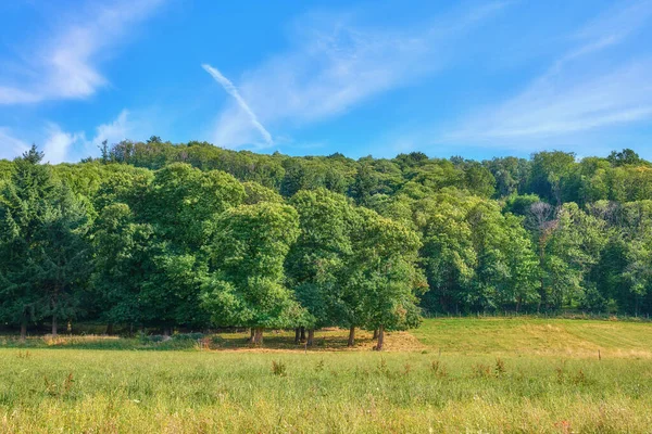 Het Landschap Van Weelderige Groene Bomen Een Afgelegen Park Met — Stockfoto