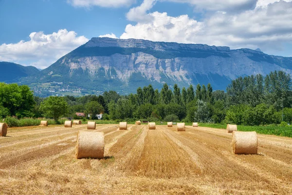 Hay Bales Straw Rolled Agricultural Farm Pasture Grain Estate Harvesting — Fotografia de Stock