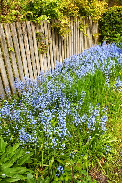Bluebell Flowers Growing Backyard Garden Summer Scilla Siberica Blooming Blossoming — Zdjęcie stockowe
