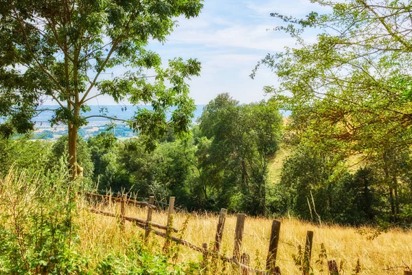 Natuur Gevuld Met Planten Bomen Een Bos Bos Een Zonnige — Stockfoto