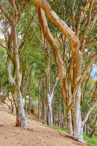 Wild Old Trees Growing Forest Mountain Slope Scenic Landscape Tall — Stockfoto