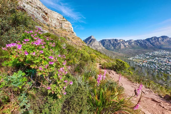 Pink Wild Flowers Hiking Trail Mountain Blue Sky Background Peaceful — Stock Fotó